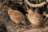 Grey Francolin - Grijze Frankolijn - Francolinus pondicerianus