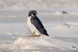 Peregrine - Slechtvalk - Falco peregrinus