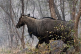 Nilgai - Nijlgau - Boselaphus tragocamelus