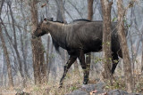 Nilgai - Nijlgau - Boselaphus tragocamelus