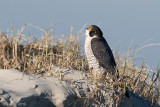 Peregrine - Slechtvalk - Falco peregrinus