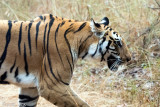 Tiger - Tijger - Panthera tigris
