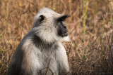 Gray Langur - Gewone Hoelman - Semnopithecus entellus