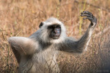 Gray Langur - Gewone Hoelman - Semnopithecus entellus