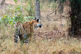 Tiger - Tijger - Panthera tigris