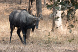 Nilgai - Nijlgau - Boselaphus tragocamelus