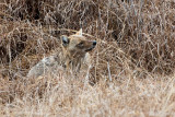 Golden Jackal - Goudjakhals - Canis aureus