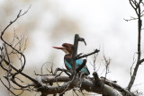White-throated Kingfisher - Smyrna-ijsvogel - Halcyon smyrnensis