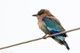 Indian Roller - Indische Scharrelaar - Coracias benghalensis