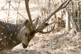 Spotted Deer - Chital - Axis axis