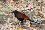 Greater Coucal - Chinese Spoorkoekoek - Centropus sinensis