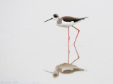 Black-winged Stilt - Steltkluut - Hymantopus hymantopus