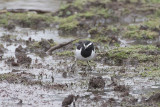 White-browed Wagtail - Indische Bonte Kwikstaart - Motacilla maderaspatensis