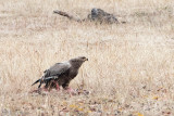 Steppe Eagle - Steppearend - Aquila nipalensis