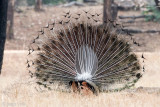Indian Peafowl - Pauw - Pavo cristatus 