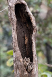 Indian Scops Owl - Indische Dwergooruil - Otus bakkamoena