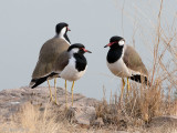 Red-wattled Lapwing - Indische Kievit - Vanellus indicus