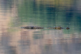 Mugger Crocodile - Moeraskrokodil - Crocodylus palustris