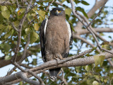 Crested Serpent Eagle - Indische Slangenarend - Spilornis cheela