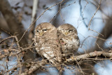 Spotted Owlet - Brahmaanse Steenuil - Athene brama