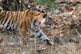 Tiger - Tijger - Panthera tigris