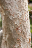 Indian Ghost Tree - Sterculia urens