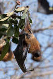 Greater Short-nosed Fruit Bat - Kortneusvleerhond - Cynopterus sphinx