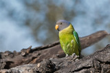 Plum-Headed Parakeet - Pruimekopparkiet - Psittacula cyanocephala