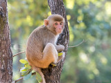 Rhesus macaque - Rhesusaap - Macaca mulatta