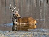 Sambar Deer - Sambar - Rusa unicolor