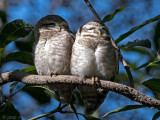 Spotted Owlet - Brahmaanse Steenuil - Athene brama