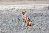 Golden Jackal - Goudjakhals - Canis aureus