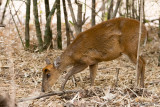 Barking Deer - Muntjak - Muntiacus muntjak