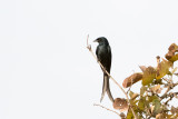 Black Drongo - Koningsdrongo - Dicrurus macrocercus