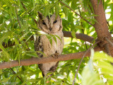 Indian Scops Owl - Indische Dwergooruil - Otus bakkamoena
