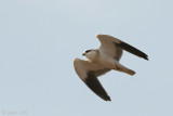 Black-winged Kite - Grijze Wouw - Elanus caeruleus