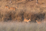 Spotted Dear - Chital - Axis axis