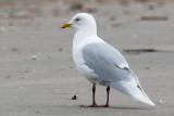 Iceland Gull - Kleine Burgemeester - Larus glaucoides