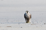 Peregrine - Slechtvalk - Falco peregrinus
