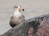 Glaucous Gull - Grote Burgemeester - Larus hyperboreus