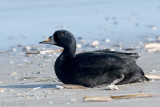 Common Scoter - Zwarte Zee-eend - Melanitta nigra