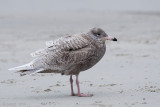 Glaucous Gull - Grote Burgemeester - Larus hyperboreus
