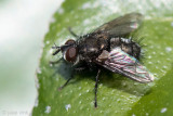 Tachinidae - Sluipvlieg - Lypha dubia