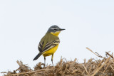 Yellow Wagtail - Gele Kwikstaart - Motacilla flava
