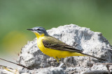Yellow Wagtail - Gele Kwikstaart - Motacilla flava
