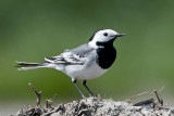 White Wagtail - Witte Kwikstaart - Motacilla alba