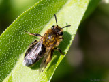 Long-lipped Andrena - Witbaardzandbij - Andrena barbilabris