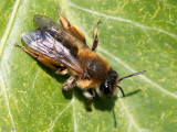 Grey-gastered Mining Bee - Grijze Rimpelrug - Andrena tibialis