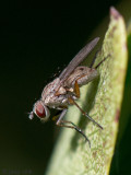 Muscidae - Coenosia spec