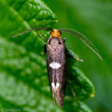 Feathered Diamond-back - Gewone Witvlekmot - Incurvaria masculella